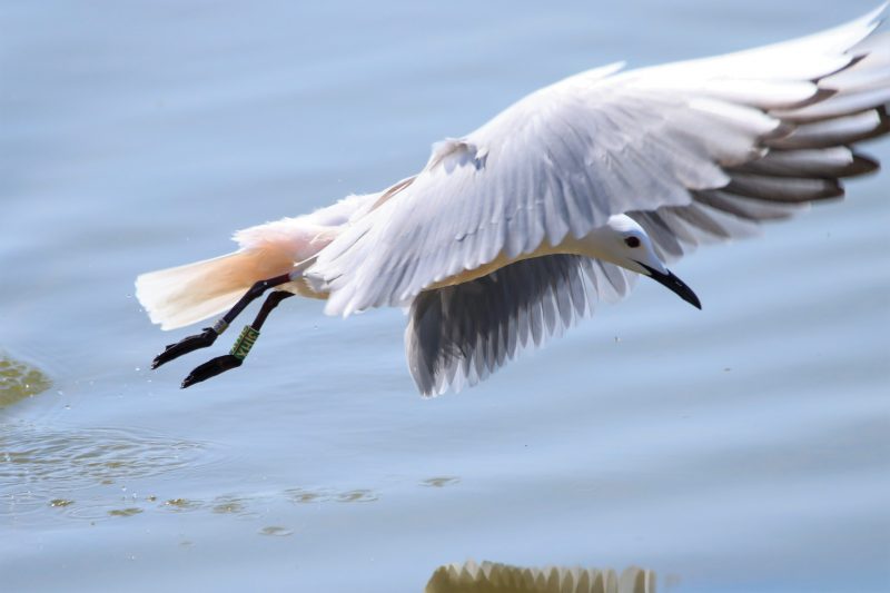 Goéland railleur bagué